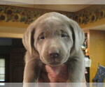 Puppy Puppy 3 red Labrador Retriever