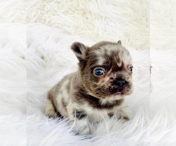 Medium Photo #1 French Bulldog Puppy For Sale in DACULA, GA, USA