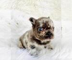 Puppy Puppy 8 French Bulldog