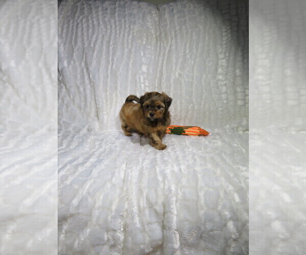 Medium Photo #1 Shorkie Tzu Puppy For Sale in COOKEVILLE, TN, USA