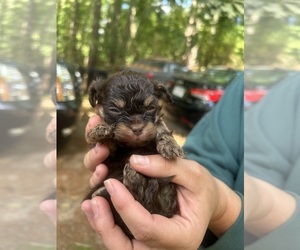 ShihPoo Puppy for sale in LUDLOW, MA, USA