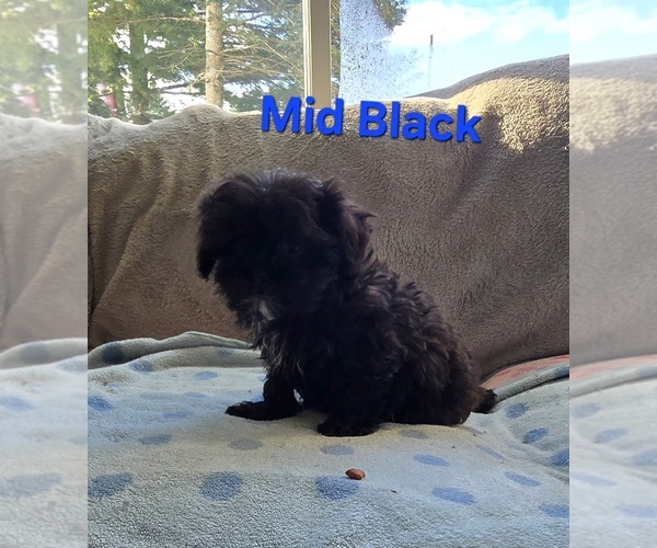 Medium Photo #1 Pom-A-Poo Puppy For Sale in FREMONT, MI, USA