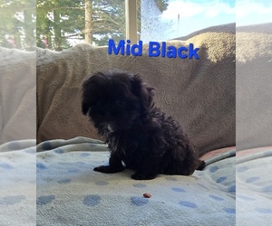 Pom-A-Poo Puppy for sale in FREMONT, MI, USA