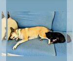 Small #3 American Staffordshire Terrier Mix