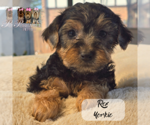 Morkie-Yorkshire Terrier Mix Puppy for Sale in ELMHURST, Illinois USA