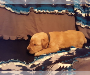 Golden Retriever Puppy for sale in BUFFALO, MO, USA