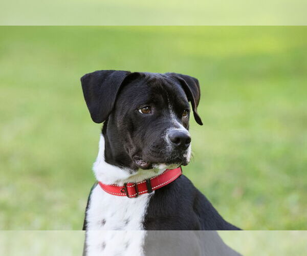 Medium Photo #13 Mutt Puppy For Sale in  Gainesville, FL, USA