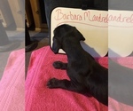 Small Photo #43 Great Dane Puppy For Sale in MINERAL WELLS, TX, USA