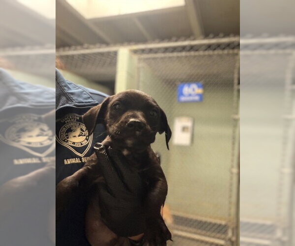 Medium Photo #1 Mutt Puppy For Sale in Stockton, CA, USA