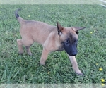 Small Photo #5 Belgian Malinois Puppy For Sale in CORNING, CA, USA