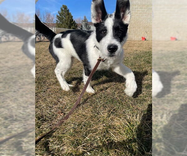 Medium Photo #1 Mutt Puppy For Sale in Ogden, UT, USA