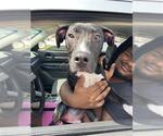 Small American Staffordshire Terrier