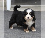 Small Photo #8 Bernese Mountain Dog Puppy For Sale in EPHRATA, PA, USA