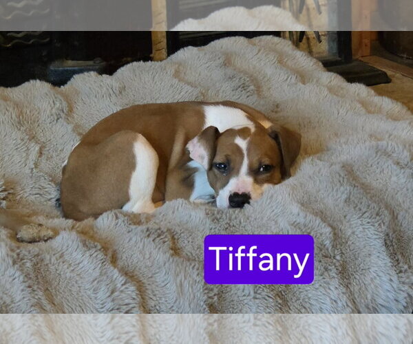 Medium Photo #2 Bogle Puppy For Sale in Mechanicsburg, PA, USA