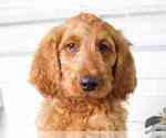 Small Photo #1 Goldendoodle Puppy For Sale in RED LION, PA, USA