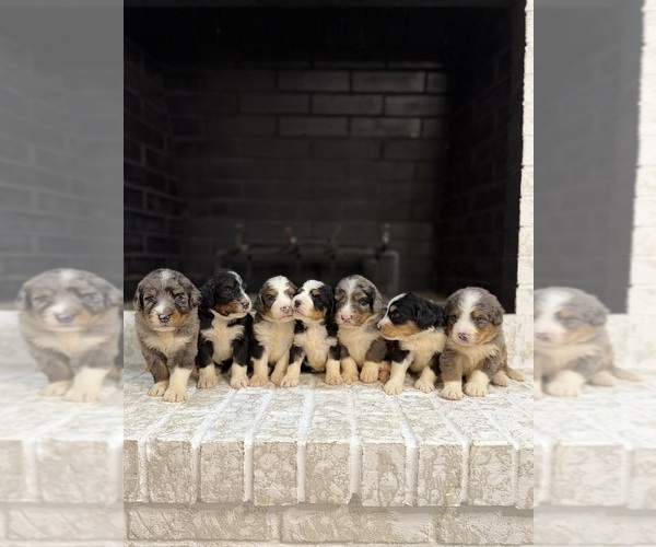 Medium Photo #1 Bernedoodle Puppy For Sale in NICEVILLE, FL, USA