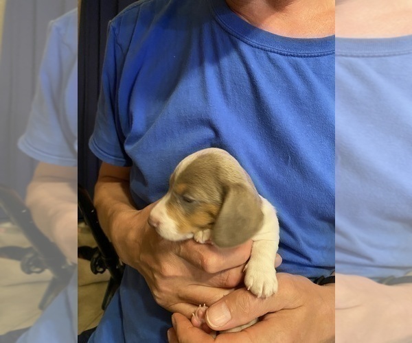 Medium Photo #38 Dachshund Puppy For Sale in LUBBOCK, TX, USA