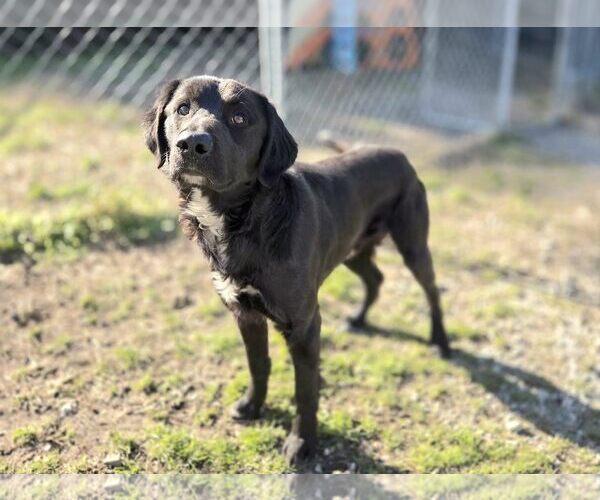 Medium Photo #2 Mutt Puppy For Sale in Anniston, AL, USA