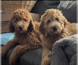 Goldendoodle-Poodle (Miniature) Mix Puppy for sale in BOISE, ID, USA