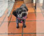 Small Photo #3 Poodle (Miniature) Puppy For Sale in San Diego, CA, USA