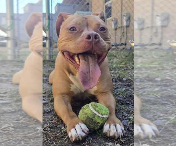 Medium Photo #4 Mutt Puppy For Sale in Glen Allen, VA, USA