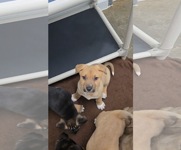 Medium Photo #3 Mutt Puppy For Sale in Estherville, IA, USA