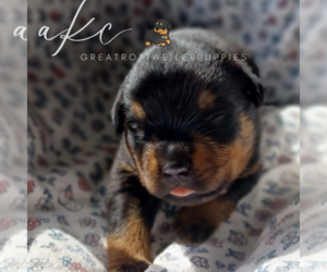 Rottweiler Puppy for sale in DRAPER, VA, USA