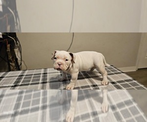 American Bully Puppy for sale in TAVARES, FL, USA