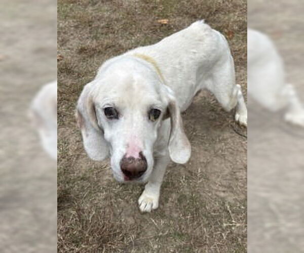 Medium Photo #3 Mutt Puppy For Sale in Glen Allen, VA, USA