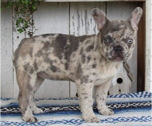French Bulldog Puppy for sale in FREDERICKSBURG, OH, USA