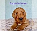 Puppy Cookie Purple Golden Retriever