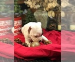 Small Photo #2 Boxer Puppy For Sale in SHREVE, OH, USA
