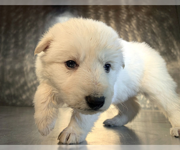 Medium Photo #24 German Shepherd Dog Puppy For Sale in WASHINGTON, NJ, USA