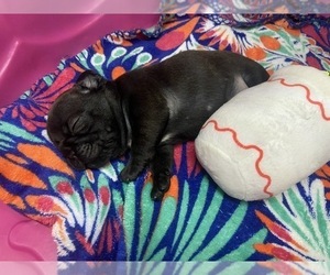 French Bulldog Puppy for sale in HOLLYWOOD, FL, USA