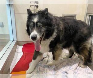 Border Collie-Siberian Husky Mix Dogs for adoption in Berkeley , CA, USA