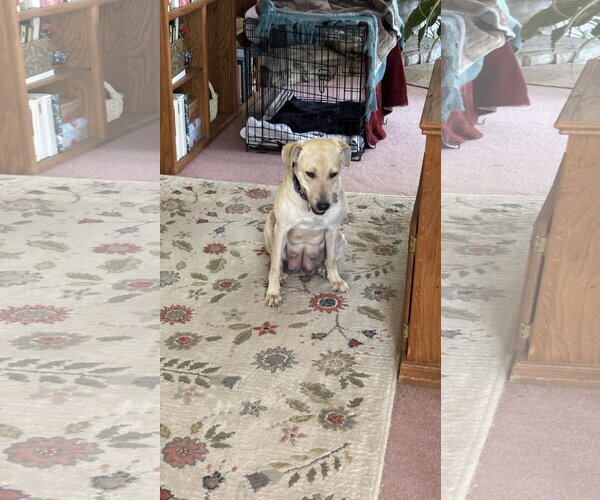 Medium Photo #4 Labrador Retriever-Unknown Mix Puppy For Sale in Holly Springs, NC, USA