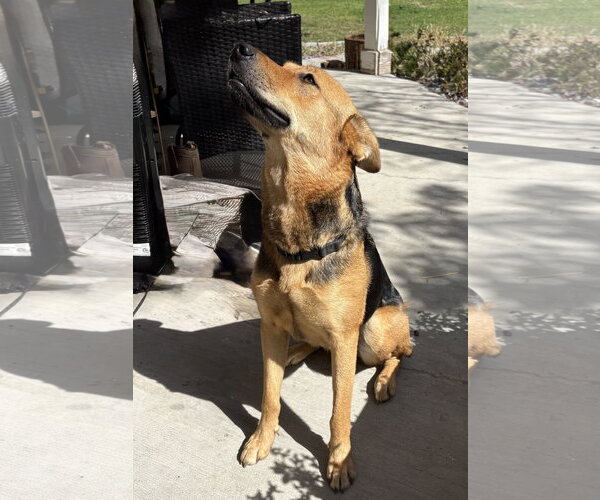 Medium Photo #4 German Shepherd Dog Puppy For Sale in MIDWAY, UT, USA