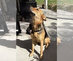 Small Photo #4 German Shepherd Dog Puppy For Sale in MIDWAY, UT, USA