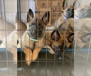 Belgian Malinois Puppy for sale in COLORADO SPRINGS, CO, USA