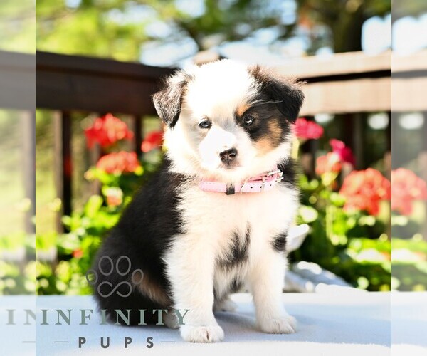 Medium Photo #1 Miniature Australian Shepherd Puppy For Sale in REBERSBURG, PA, USA