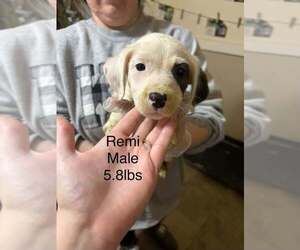 Australian Shepherd-Boxer Mix Dogs for adoption in Aurora, IN, USA
