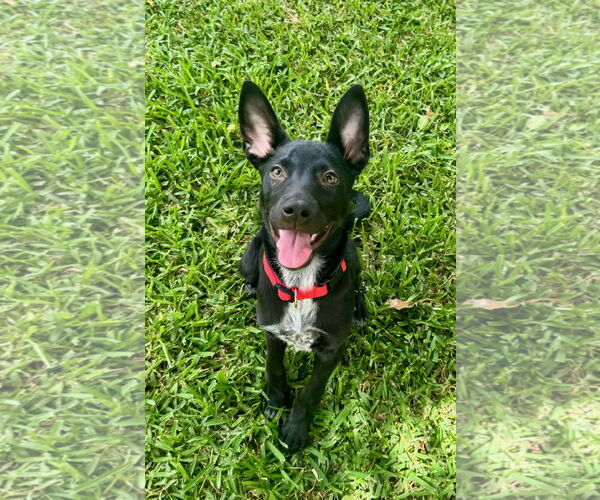 Medium Photo #2 Mutt Puppy For Sale in Mobile, AL, USA