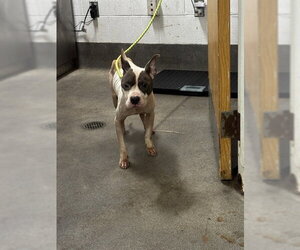Mutt Dogs for adoption in Forestville, MD, USA