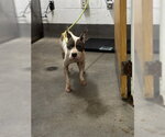 *ERICA - Female Mutt Dog for Adoption - Small photo