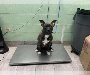 American Staffordshire Terrier-Unknown Mix Dogs for adoption in Grand Prairie, TX, USA