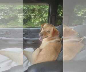 Labrador Retriever-Unknown Mix Dogs for adoption in Holly Springs, NC, USA