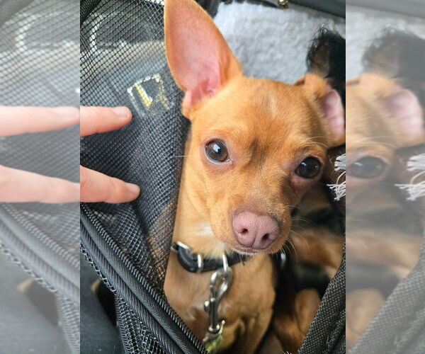 Medium Photo #1 Chihuahua-Unknown Mix Puppy For Sale in Brewster, NY, USA
