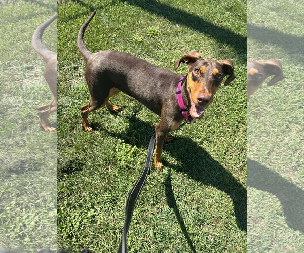 Medium Photo #15 Doberman Pinscher Puppy For Sale in Buffalo, MN, USA