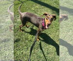 Small #14 Doberman Pinscher