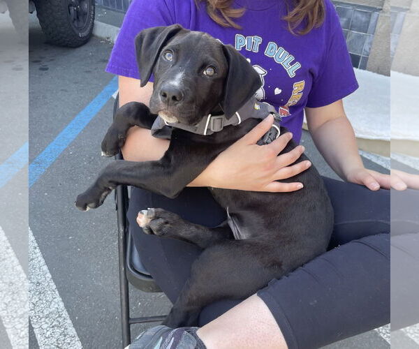 Medium Photo #4 American Pit Bull Terrier-Labrador Retriever Mix Puppy For Sale in Berkeley, CA, USA